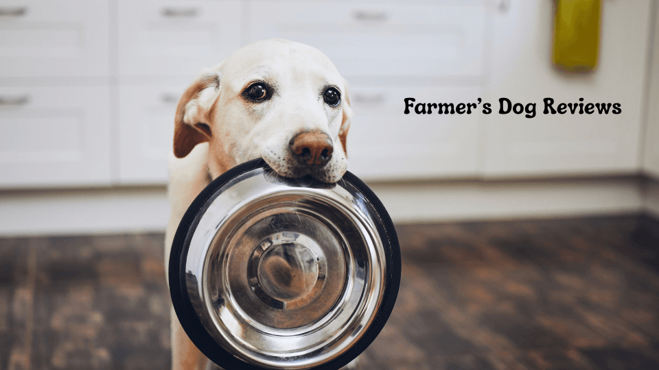 Farmer’s Dog Reviews: Honest Insights from Pet Owners & Experts