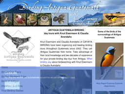 Birding-antigua-guatemala