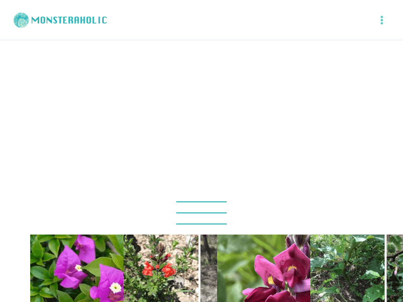 Monsteraholic