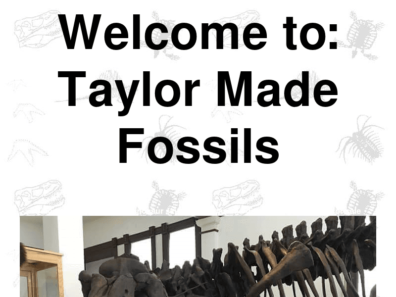 Taylormadefossils