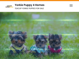 Yorkiepuppy4homes