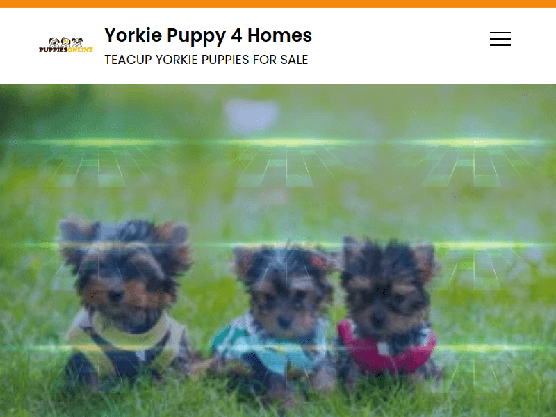 Yorkiepuppy4homes