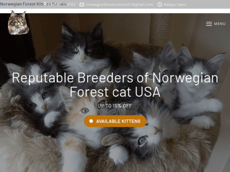 Norwegianforestkitty