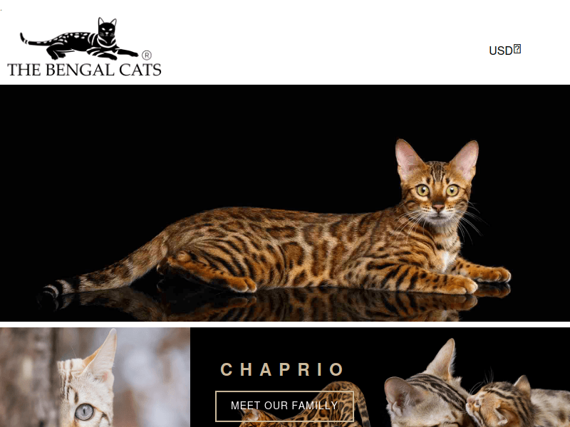 Thebengalcats