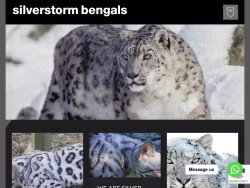 Silverstormbengals