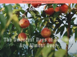 Thepeachtruck