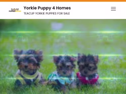 Yorkiepuppy4homes