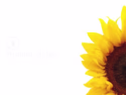 Yellowcircle