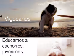 Vigocanes