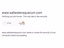 Saltwateraquarium