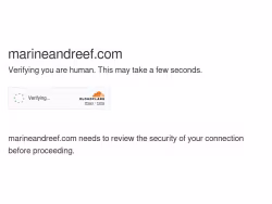 Marineandreef