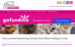 Strawberry Persian Pedigree Cat Rescue