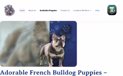 Patriot Frenchies