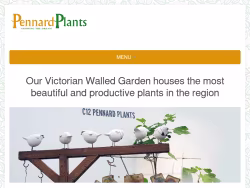 Pennardplants