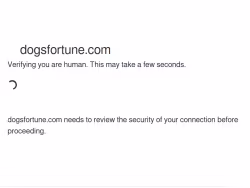 Dogsfortune