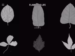 Flamingoslife