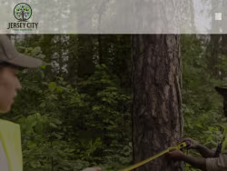 Jerseycitytreeservices