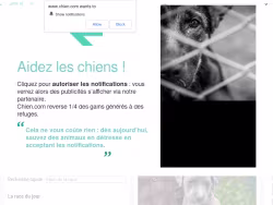 Chien