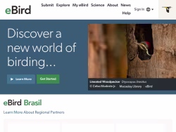 Ebird