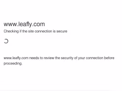 Leafly