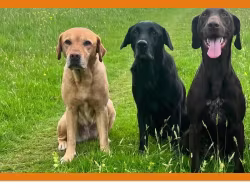 Pawsforwalks