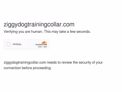Ziggydogtrainingcollar