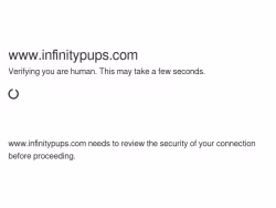 Infinitypups
