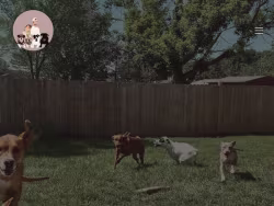 Walkinpawsflint