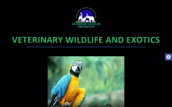 wildlifedvm.com