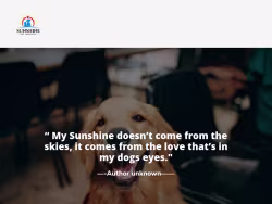 Sunshinepethospital