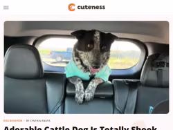 Cuteness