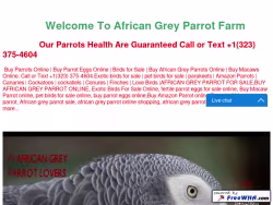 Africangreyparrot