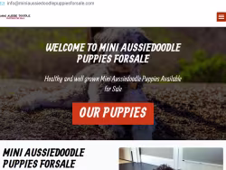Miniaussiedoodlepuppiesforsale