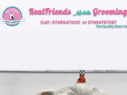 Realfriendsgrooming
