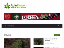 Autoflowermjseeds