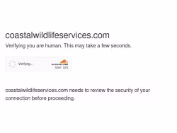 Coastalwildlifeservices