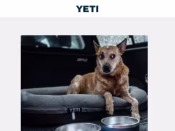 Yeti