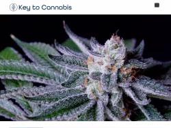 Keytocannabis