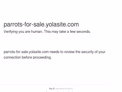 Parrots-for-sale