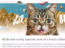 Lilbub