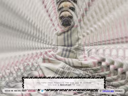 Puginarug