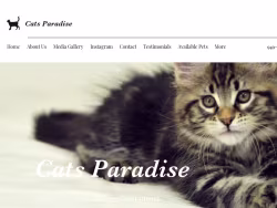 Catssparadise