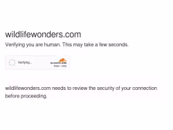 Wildlifewonders